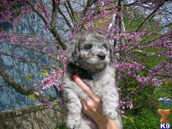 goldendoodle dogs for sale. goldendoodle puppies for sale