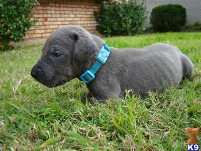 Blue AKC Great Dane Puppy Bandit