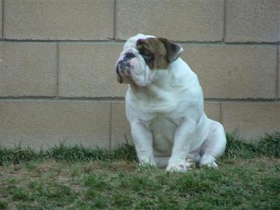 Mack