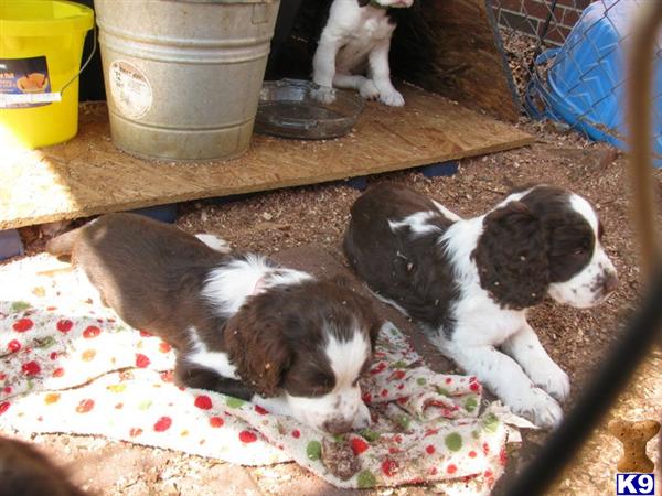 ENGLISH SPRINGERS FOR SALE