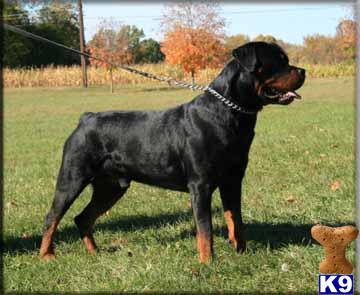 Romulus Von Kelemen European Import