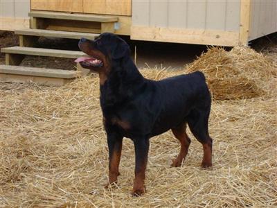 Romulus Von Kelemen European Import