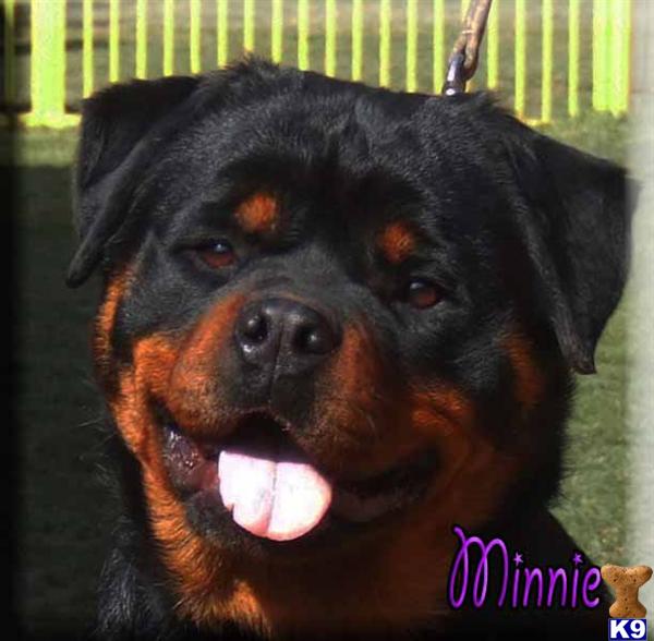 rottweiler puppies for sale in missouri document moved rottweiler puppies for sale in missouri document moved