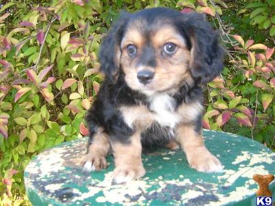 Brutis  Male Cavalier  Havanese Designer Pup