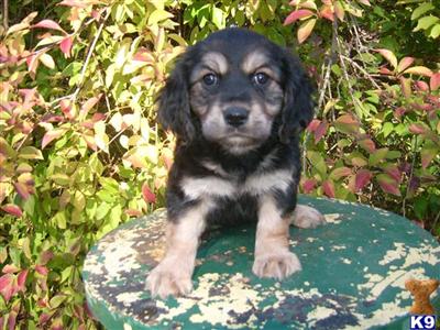 Buffy  Female Cocker  Havanese Designer Pup