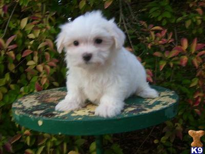  Bubbles   Non-Shedding Female Maltese
