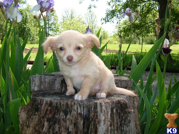 Daisy Little Female Long-Coat long haired chihuahua puppies for sale. Daisy Little Female Long-Coat