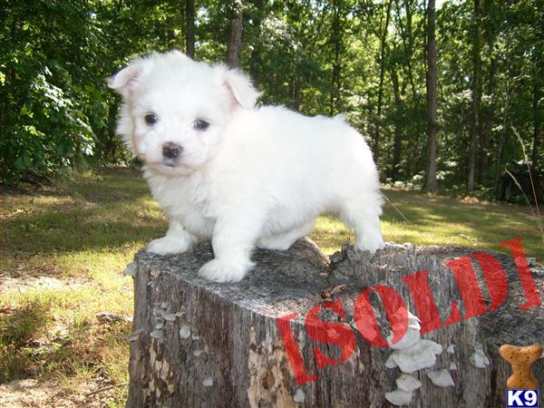 Styx   Non-Shedding Male Maltese