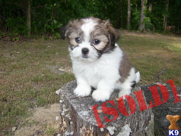 Tequila   Non-Shedding Female Shih Tzu / Maltese