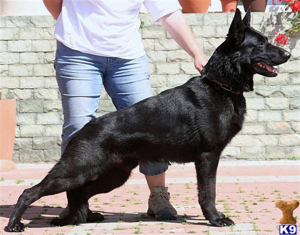 Slovak /Czech Import German Shepherd Planned Litter