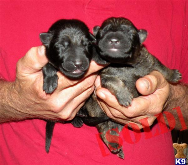Czech Import Bred German Shepherd M Litter is RESERVED