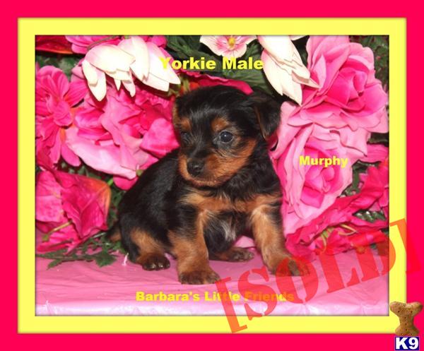 yorkies for sale in scottsville ky yorkie yorkies for sale in scottsville ky yorkie