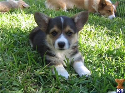 AKC registered Welsh Corgi Puppies 