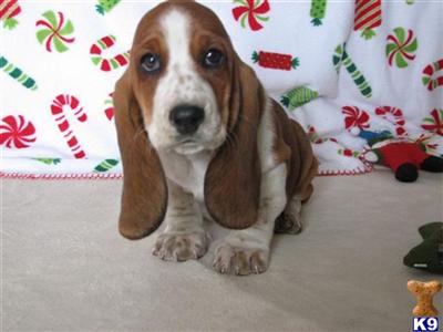AKC Basset Hound Puppies  Champion Bloodlines 