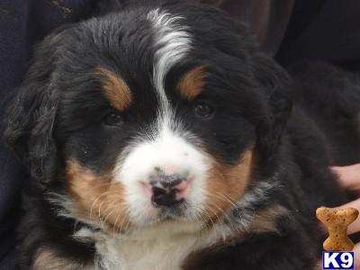 AKC Bernese Mountain Dog Pups
