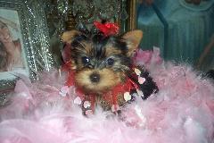 TINY TEACUPS YORKIEBABIES.COM 