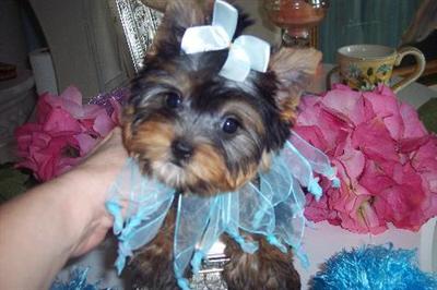 FINEST TEACUP YORKIEBABIES.COM