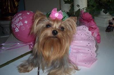 WOW NEW YORKIEBABIES.COM LITTERS