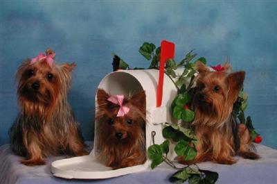 YORKIEBABIES.COM YORKIES AND MALTESE