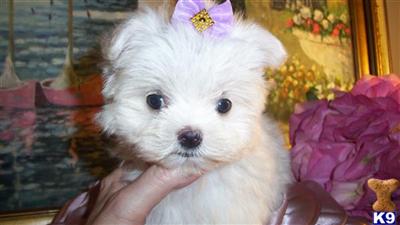 LILLY  TEACUP MALTESE AT YORKIEBABIES.COM