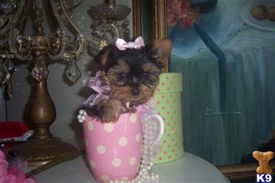 FABULOUS YORKIE PUPPIES AT YORKIEBABIES.COM