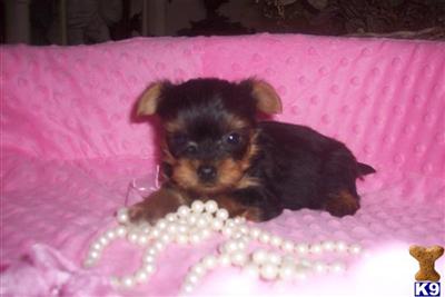 MICROTEACUPS YORKIEBABIES