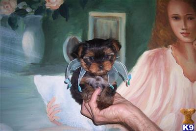 TEACUP YORKIES BEAUTIFUL