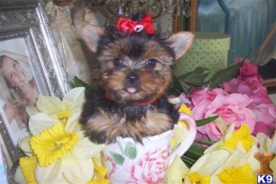 TEACUP PRINCESS ASHLEY
