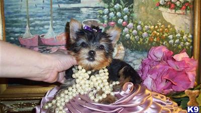 ELEGANT CHAMPION LINE FEMALE YORKIE