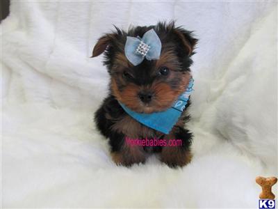 ELEGANT TEACUP MALE YORKIE  YORKIEBABIES.COM 