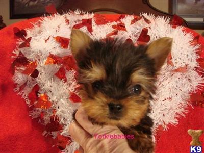 DANNY BOY  YORKIEBABIES.COM