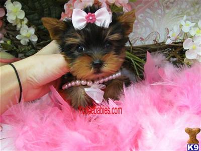 13.5 OUNCES TINY TEACUP FEMALE 