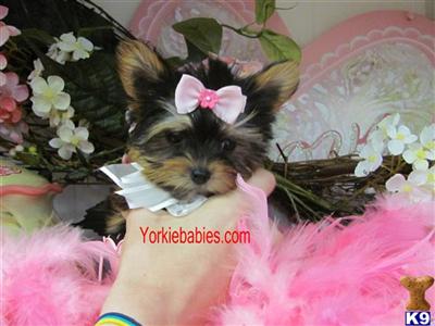 STUNNING TEACUP FEMALE YORKIEBABIES.COM