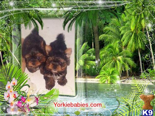 TEACUP YORKIES