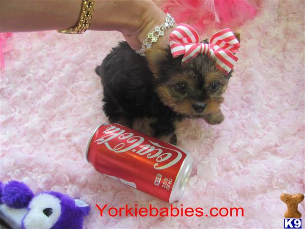 FANCY CLASSY LITTLE TEACUP FEMALE YORKIE