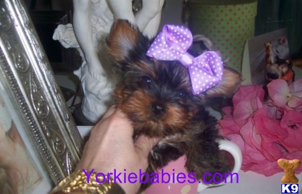 ELEGANT TEACUP YORKIES YORKIEBABIES.COM