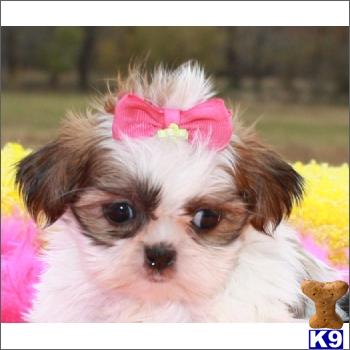 teacup shih tzu for sale uk teacup shih tzu puppies for sale uk teacup shih tzu for sale uk teacup shih tzu puppies for sale uk