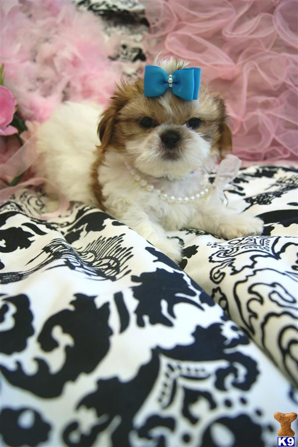 WWW.YORKIEBABIES.COM SHIH TZU PUPPIES 954-324-0149