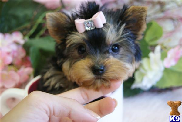 YORKIEBABIES.COM 954-324-0149 WE SHIP MICRO T-CUP FEMALE YORKIE PUPPY