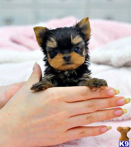 LOVABLE TEACUPS WWW.YORKIEBABIIES.COM