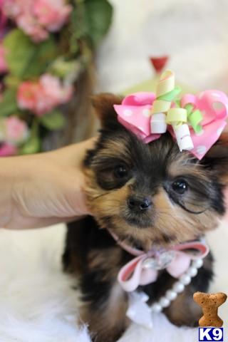 YORKIEBABIES.COM 954-324-0149 WE SHIP T-CUP FEMALE YORKIE PUPPY 16 OZ