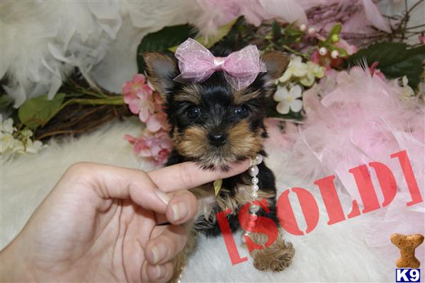 ELEGANT TEACUP YORKIES FEMALE JUST GORGEOUS 954-324-0149