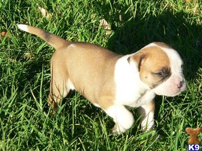 Male American Bulldog BLUE-FAWN