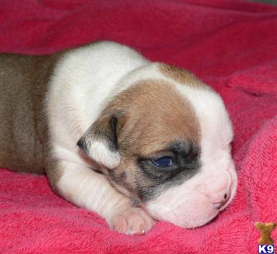 UKC Registered Gorgeous American Bulldog Puppies