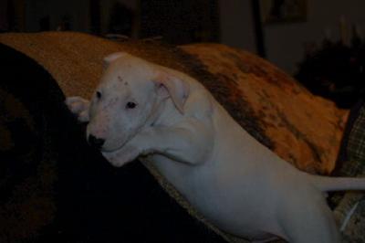 HandsomeAll White  Bull Terrier Male Puppy