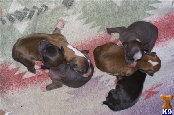 Champion sired male hairless puppy, vaccine free