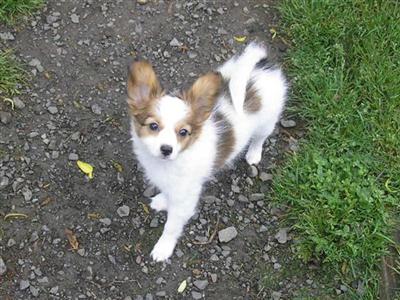 AKC Sable and white male puppy  champion lines well bred.
