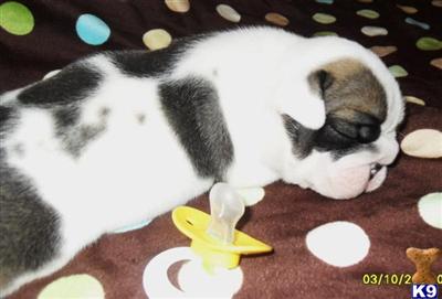 Show quality English Bulldogs for sale