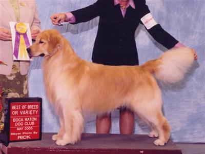 AKC Champion Golden Retriever Studs