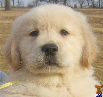 AKC GOLDEN RETRIEVER PUPPIES